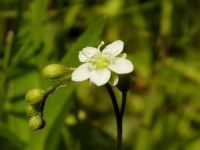 10日：食虫植物 モウセンゴケの花