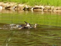 4日：温室エリアの池に飛来したカルガモ3羽