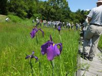 21日：植物園を楽しむ会（オグラセンノウと湿地の花を楽しむ）