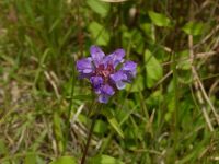 24日：ウツボグサの花（別名：夏枯草）