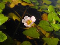 15日：ヒシモドキ開放花 開花