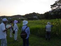 18日：植物園を楽しむ会「夏の夕暮れと忘憂草（ユウスゲ）を楽しむ」