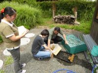 19日：美作大学 ホソバヤマジソ 受け取りに来園