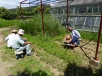 15日：ボランティアさんによる草取り作業の様子