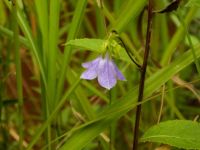 16日：ヤチシャジンの開花