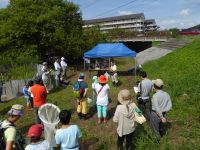 13日：倉敷市立自然史博物館友の会「ミズアオイ観察会」