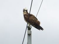 16日：植物園近くの電柱にとまっていたミサゴ