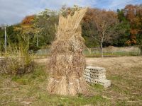 13日：刈り取ったススキで「カヤぐろ」を作成