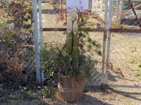 30日：ボランティアさん作成の植物園の植物を使った門松