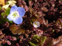 18日：オオイヌノフグリ（左：外来）とイヌノフグリ（右：在来）の花