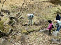 18日：ボランティアの方によるユキワリイチゲの植え付け作業