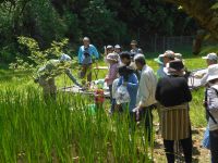4日：「端午の節句 ショウブ プレゼント＆ミニ観察会」