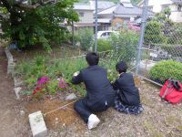 11日：岡山県立井原高校 植栽オキナグサ視察と種子採種指導