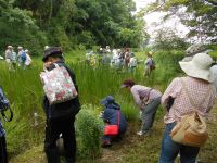 12日：植物園を楽しむ会「食虫植物モウセンゴケの謎を楽しむ」