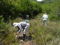 23日：倉敷美しい森 外来食虫植物 引き抜き駆除作業