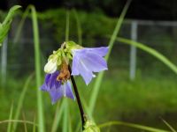 30日：ヤチシャジンの花