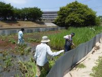 20日：ミズアオイ自生地 草刈り保全活動