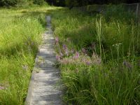25日：湿地の木道わきを彩る赤紫のミソハギの花