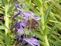 23日：サワギキョウの花にとまったイチモンジセセリ