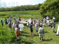 11日：倉敷市立自然史博物館友の会「ミズアオイ観察会」