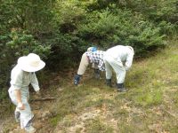 16日：倉敷美しい森 外来モウセンゴケ駆除作業