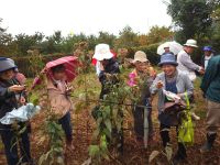 22日：定例観察会「植物園を楽しむ会（野菊の花を楽しむ）」