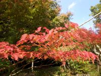 11日：見事に紅葉したシラキの葉