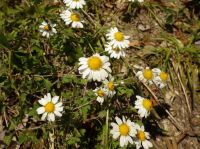 11日：リュウノウギクの花