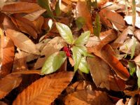 15日：落葉の中で赤い実をつけたヤブコウジ