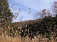 8日：冬枯れの湿地に残るコオニユリの花茎