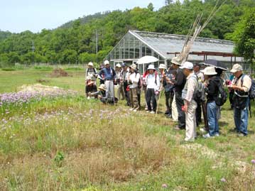 満開のアサツキの花を観察