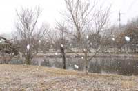 雪の降る風景（温室エリア：2月12日）