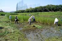 倉敷市加須山 ミズアオイ自生地の草刈り作業
