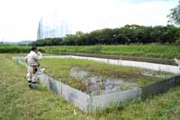倉敷市加須山 ミズアオイ自生地 ヌートリアの食害防止のため、防護柵設置作業に協力