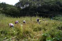 写真は望ましくない植物の除去作業の様子