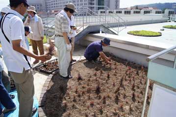 9月10日に市民の方と共に移植作業を行いました。