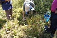 真庭郡新庄村 湿原植生調査