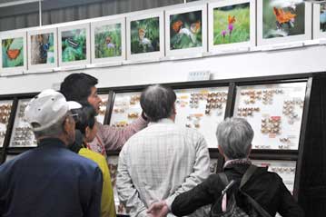 観察会終了後、希望者は倉敷昆虫館へ。クロツバメシジミの標本を観察中。