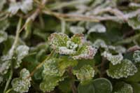 17日：温室エリア 初降霜確認（植物はオオイヌノフグリ）