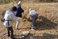 13日：湿地エリア ヤマタツナミソウ植え付け