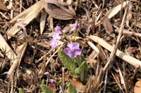 植物園湿地エリア サクラソウ開花（28日）