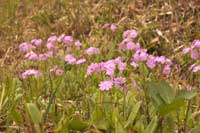 植物園湿地エリア サクラソウ満開（13日）