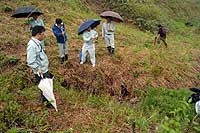 サクラソウ盗掘 現地調査