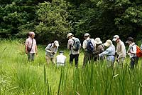 定例観察会「植物園を楽しむ会（ノハナショウブとカキランの花を楽しむ）」