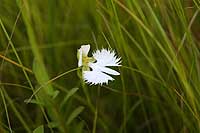 24日：サギソウの花（湿地エリア）