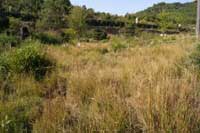 10日：総社市 ヒイゴ池湿地植物調査
