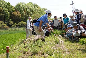 まずは綿毛になりかけのオキナグサの説明から。お爺さんの白髪頭に似ていますよね？