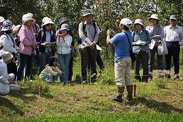 池の中にあるミツガシワについて解説中。カシワの葉に似ているからミツガシワ…というよりも？