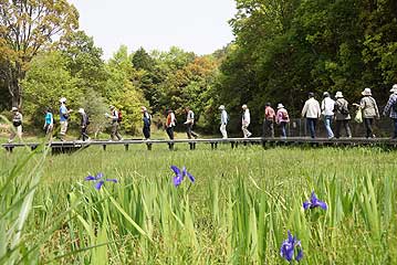 木道の上でこれから湿地の解説。手前の紫の花は咲き始めたカキツバタの花。