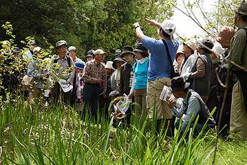 湿地北側の池でショウブについて解説中。希望者には閉会後に端午の節句のショウブ湯用に進呈しました。